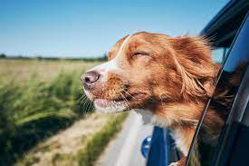 Endişeli veya Araç Hastası Köpeğinizin Arabada Daha İyi Hissetmesine Yardımcı Olun