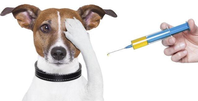 Kedi ve köpeğimin aşı planlamasını nasıl yapmalıyım?