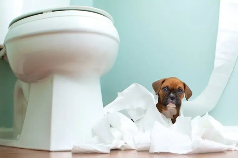 Köpeğime Tuvalet Eğitimi Nasıl Verebilirim?