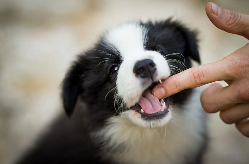 Köpeğinizin Kuduz Olup Olmadığını Nasıl Anlarsınız?