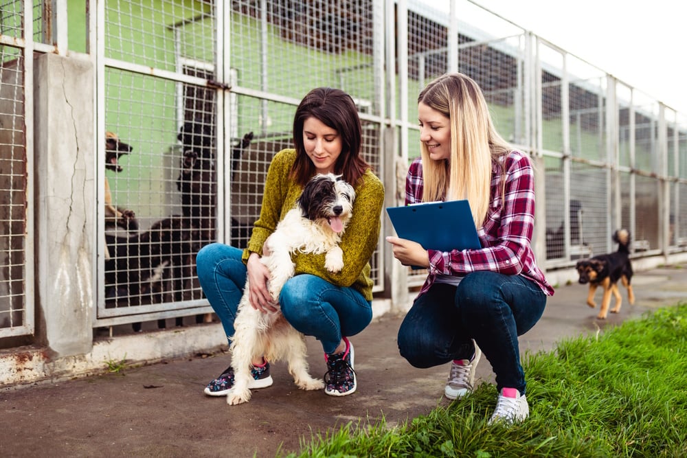 Köpek Sahiplenmek İstiyorum