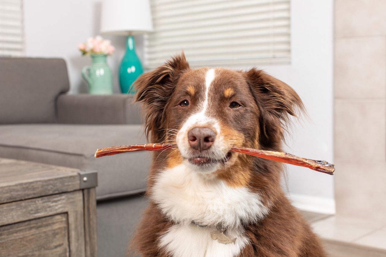Köpekler İçin Kurutulmuş Ödül Mamaları Lezzetli ve Sağlıklı Bir Alternatif