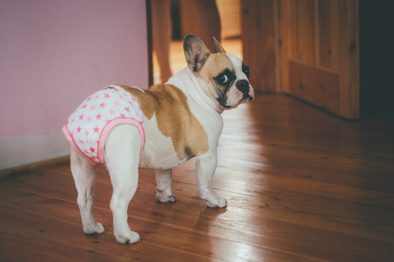 Köpekler Regl Olur Mu