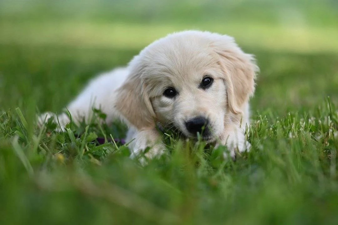 Köpeklerde Çiğ Beslenme Nedir ve Ne Fayda Sağlar?
