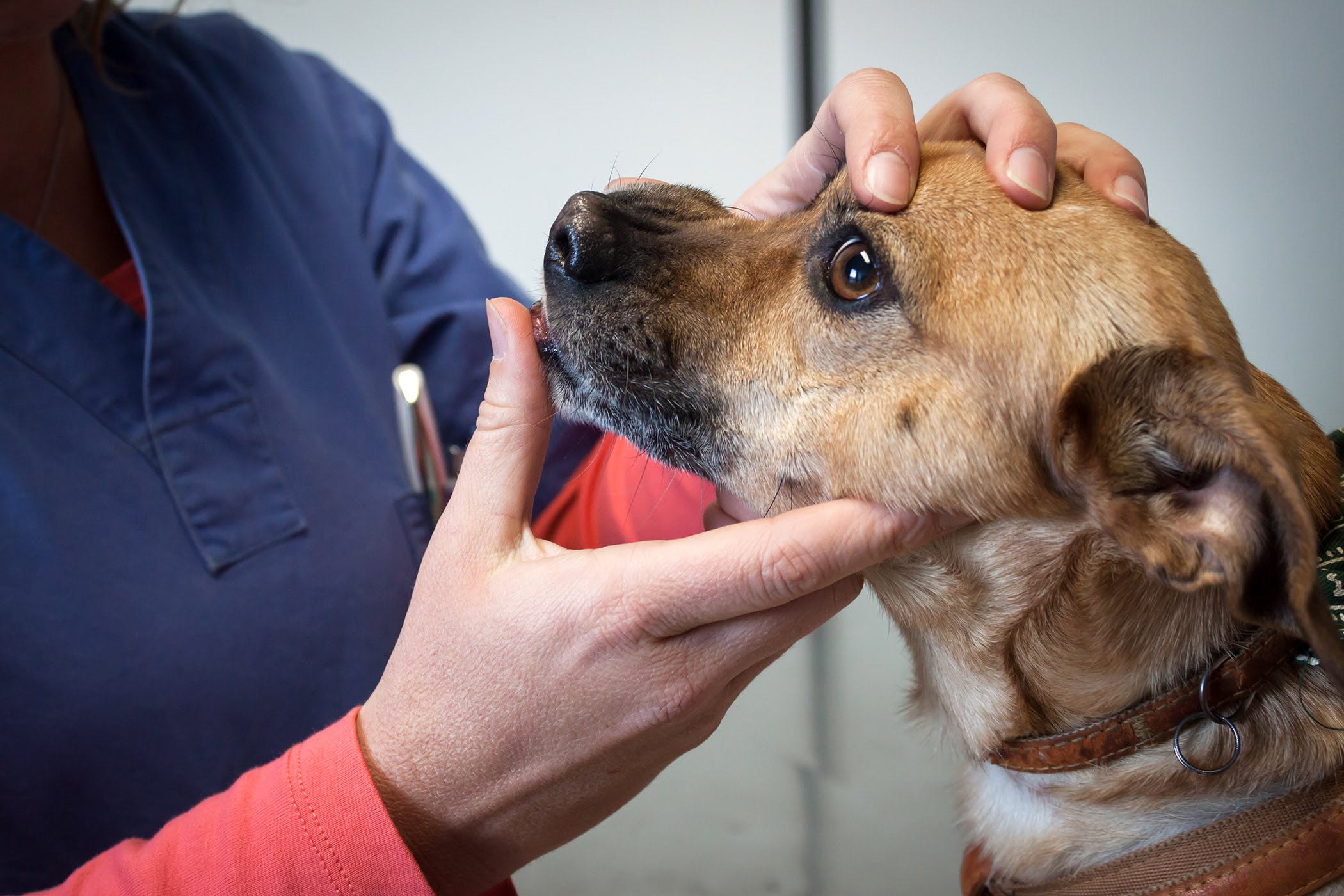 Köpeklerde Epilepsi Nedenleri ve Belirtileri