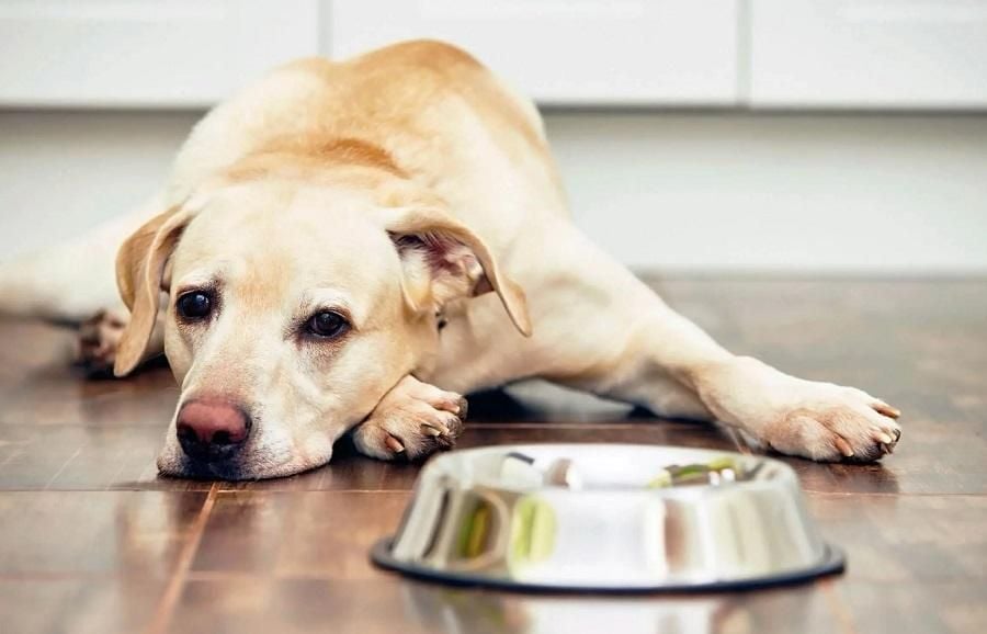 Köpeklerde Mide Dönmesi Neden Olur