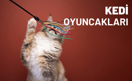 Kedi Oyuncakları