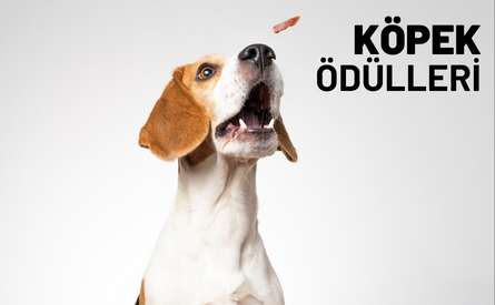 Köpek Ödülleri