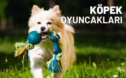 Köpek Oyuncakları
