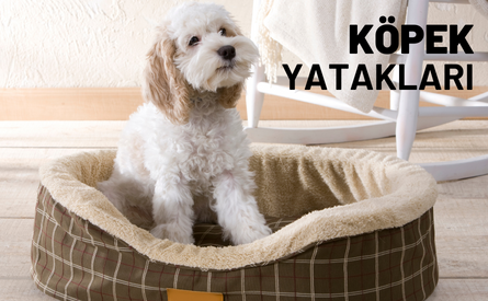 Köpek Yatakları