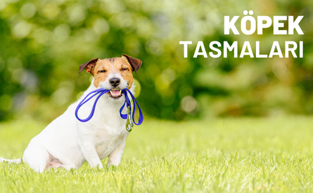 Köpek Tasmaları