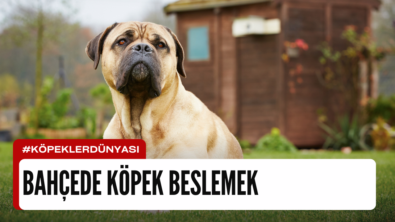 Bahçede Köpek Bakımı: Keyifli Bir Arkadaşlık İçin Doğru Bilgiler