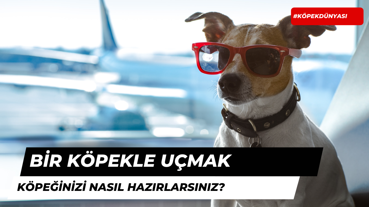 Bir Köpekle Uçmak: Köpeğinizi Nasıl Hazırlarsınız?