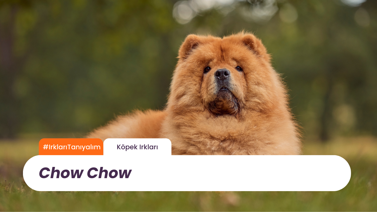 Chow Chow: Asil ve Gururlu Çin Aslanı