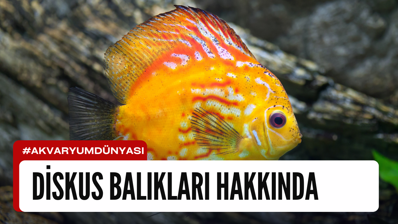 Diskus Balıkları Hakkında