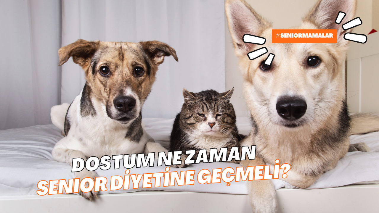 Dostumu Ne Zaman Senior Diyetine Geçirmeliyim?
