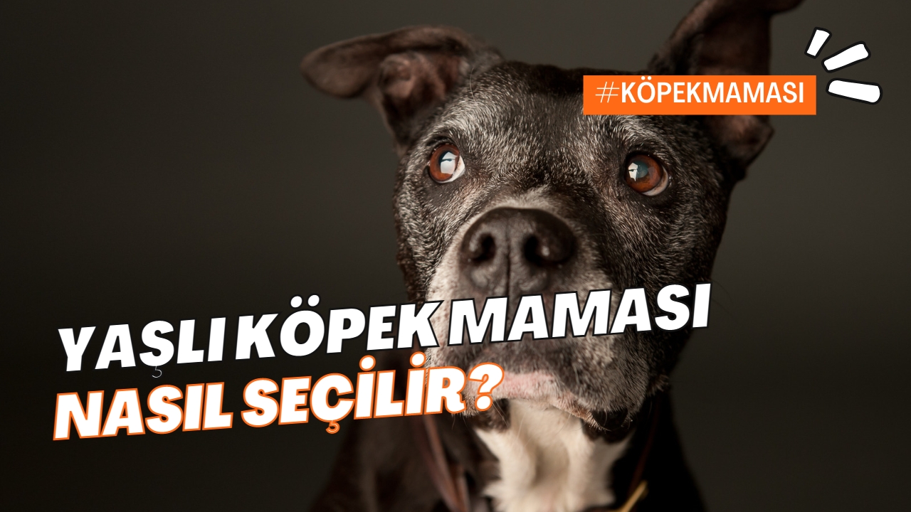 En İyi Yaşlı Köpek Maması Nasıl Seçilir?