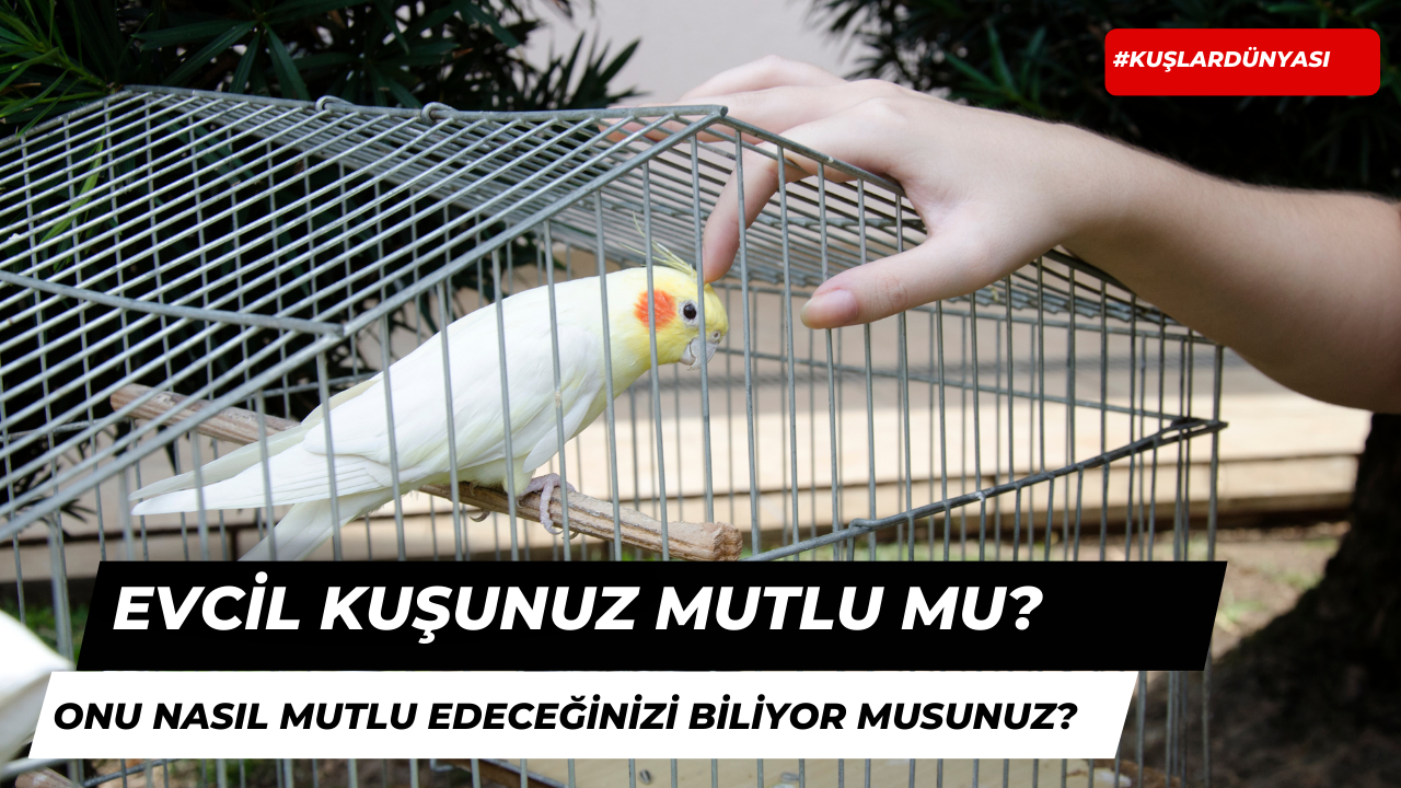 Evcil Kuşları Nasıl Mutlu Edersiniz?
