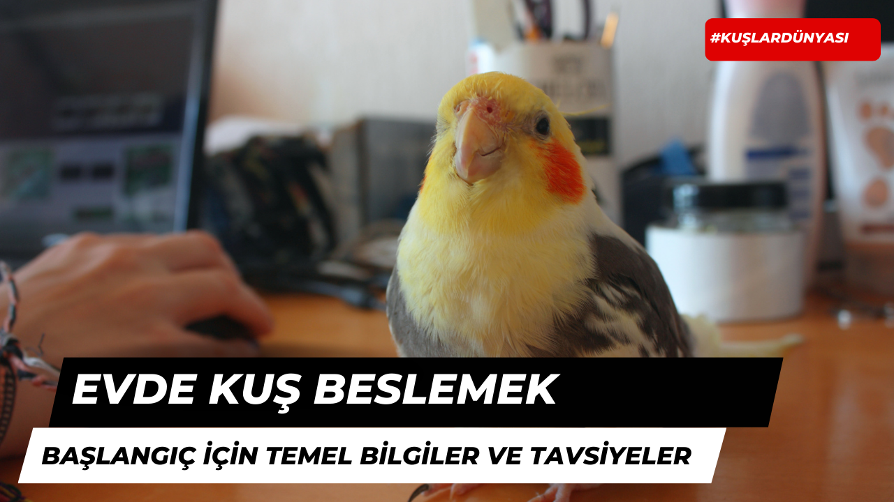 Evde Kuş Beslemek: Başlangıç İçin Temel Bilgiler ve Tavsiyeler