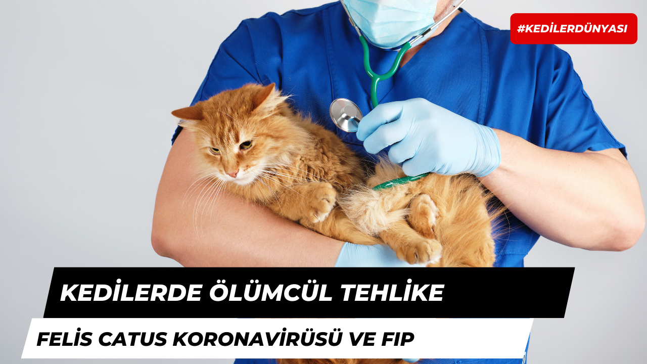 Felis Catus Koronavirüsü ve FIP Hastalığı: Kedilerdeki Ölümcül Tehlike