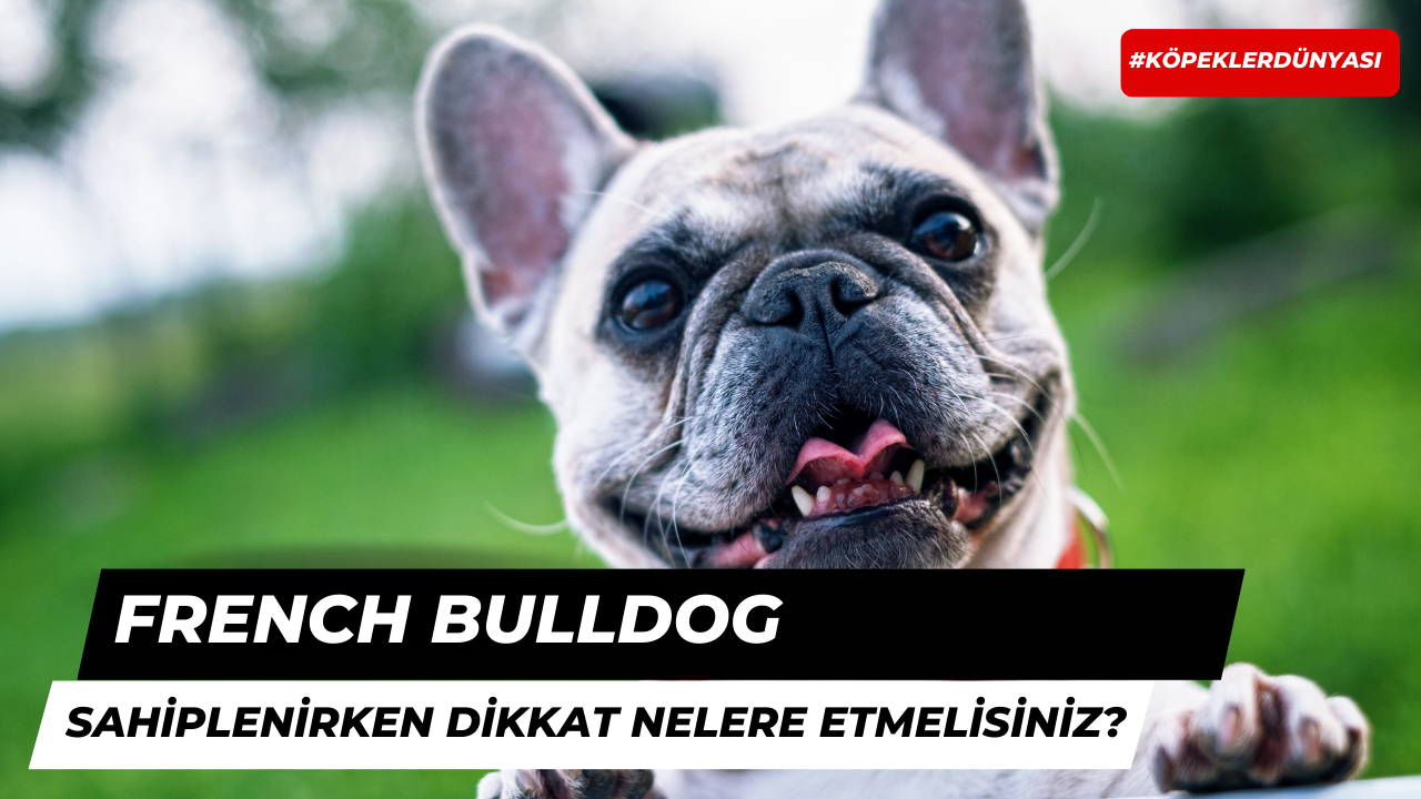 French Bulldog Köpek Sahiplenirken Nelere Dikkat Edilmeli?