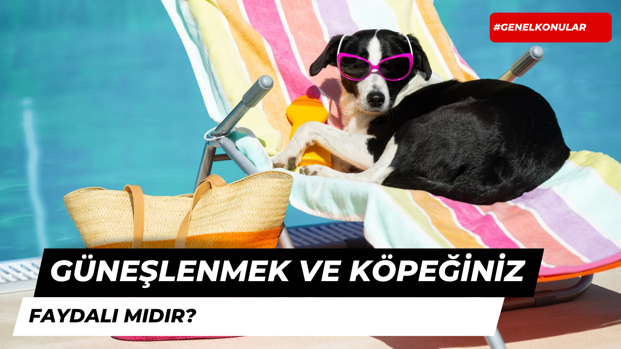 Güneşlenmek Köpekler İçin Faydalı Mıdır?
