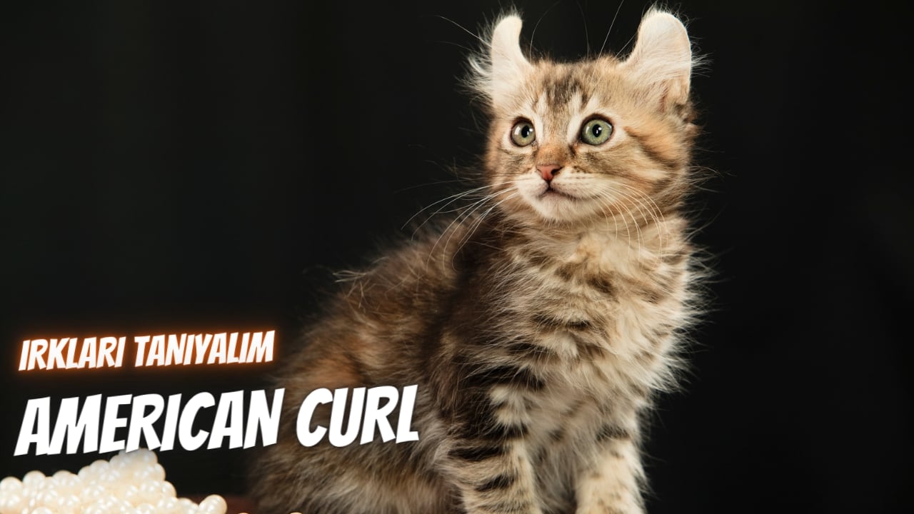 Irkları Tanıyalım: American Curl