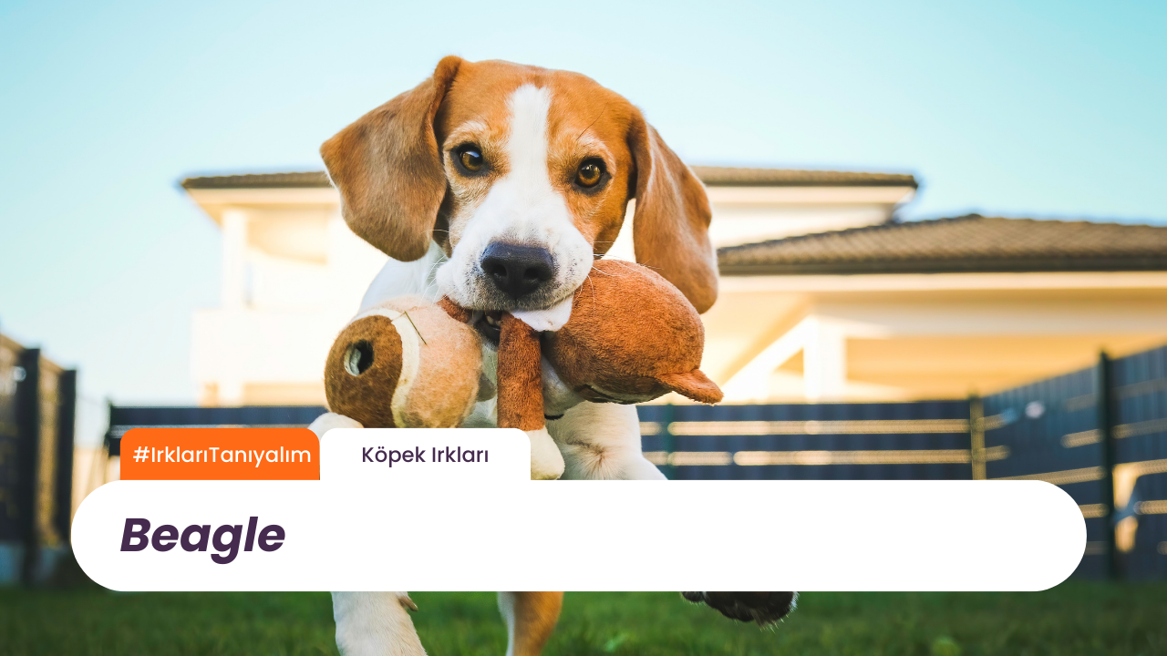 Irkları Tanıyalım: Beagle