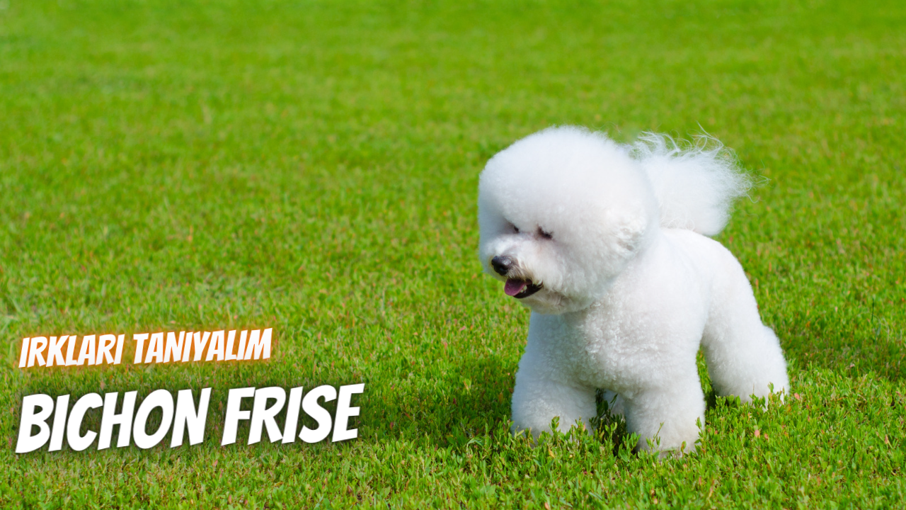 Irkları Tanıyalım: Bichon Frise