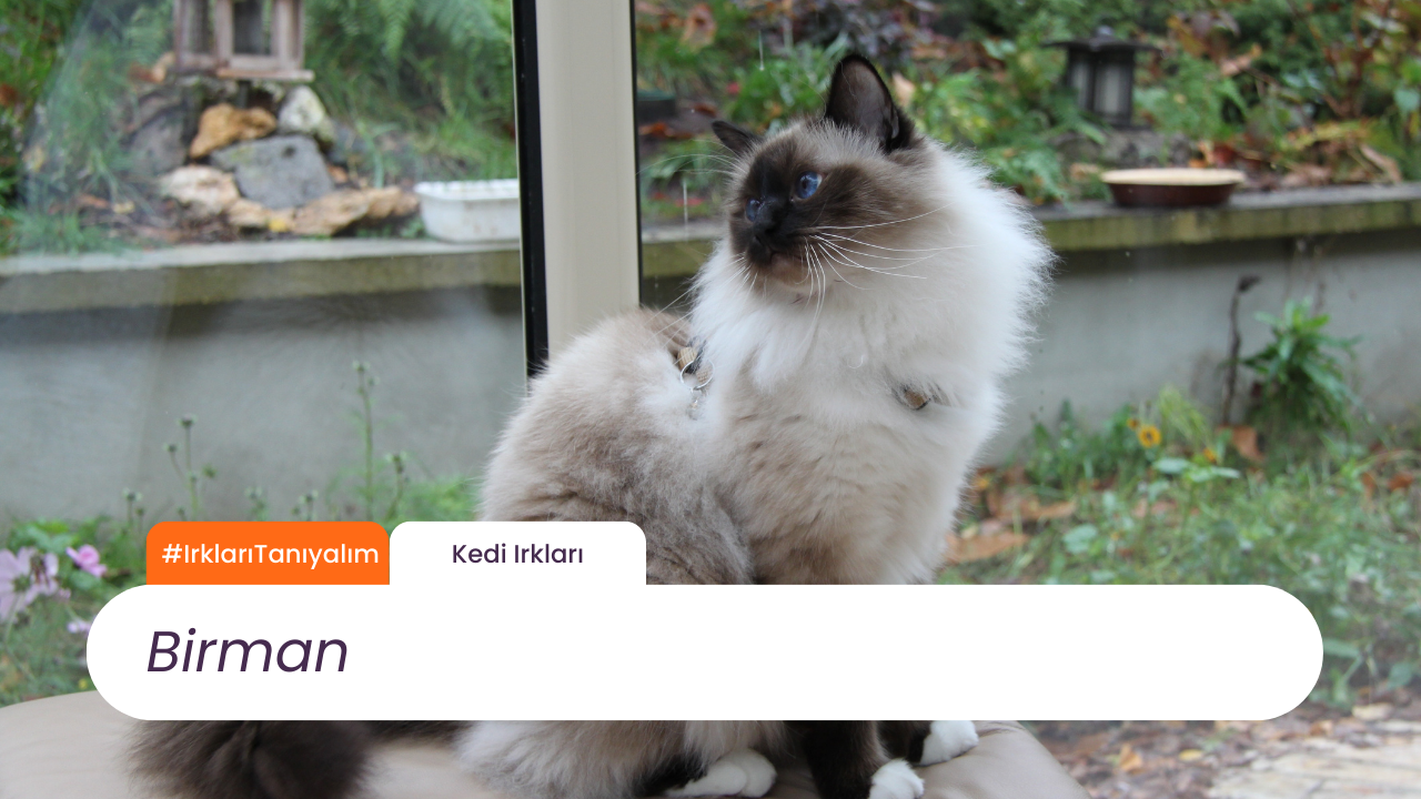 Irkları Tanıyalım: Birman