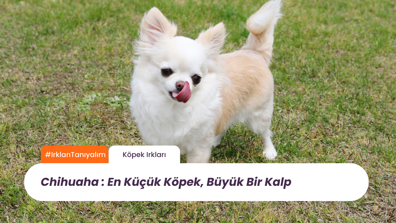 Chihuahua Cinsi: Dünyanın En Küçük Köpeği, Büyük Bir Kalp