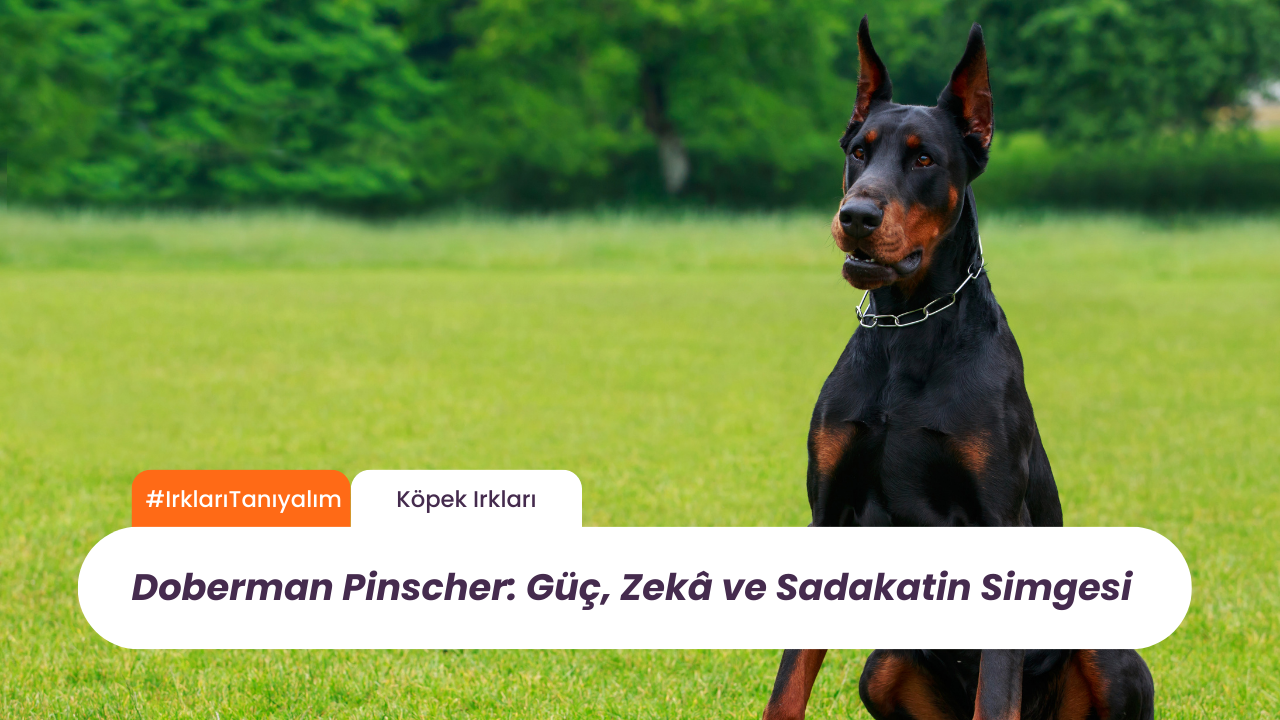 Doberman Pinscher: Güç, Zekâ ve Sadakatin Simgesi