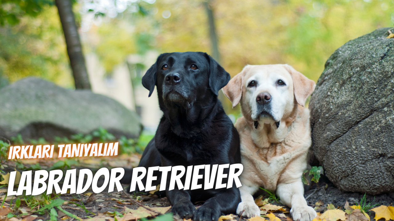 Irkları Tanıyalım: Labrador Retriever