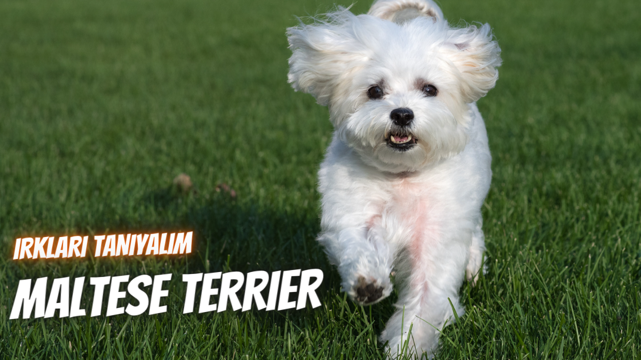 Irkları Tanıyalım: Maltese Terrier