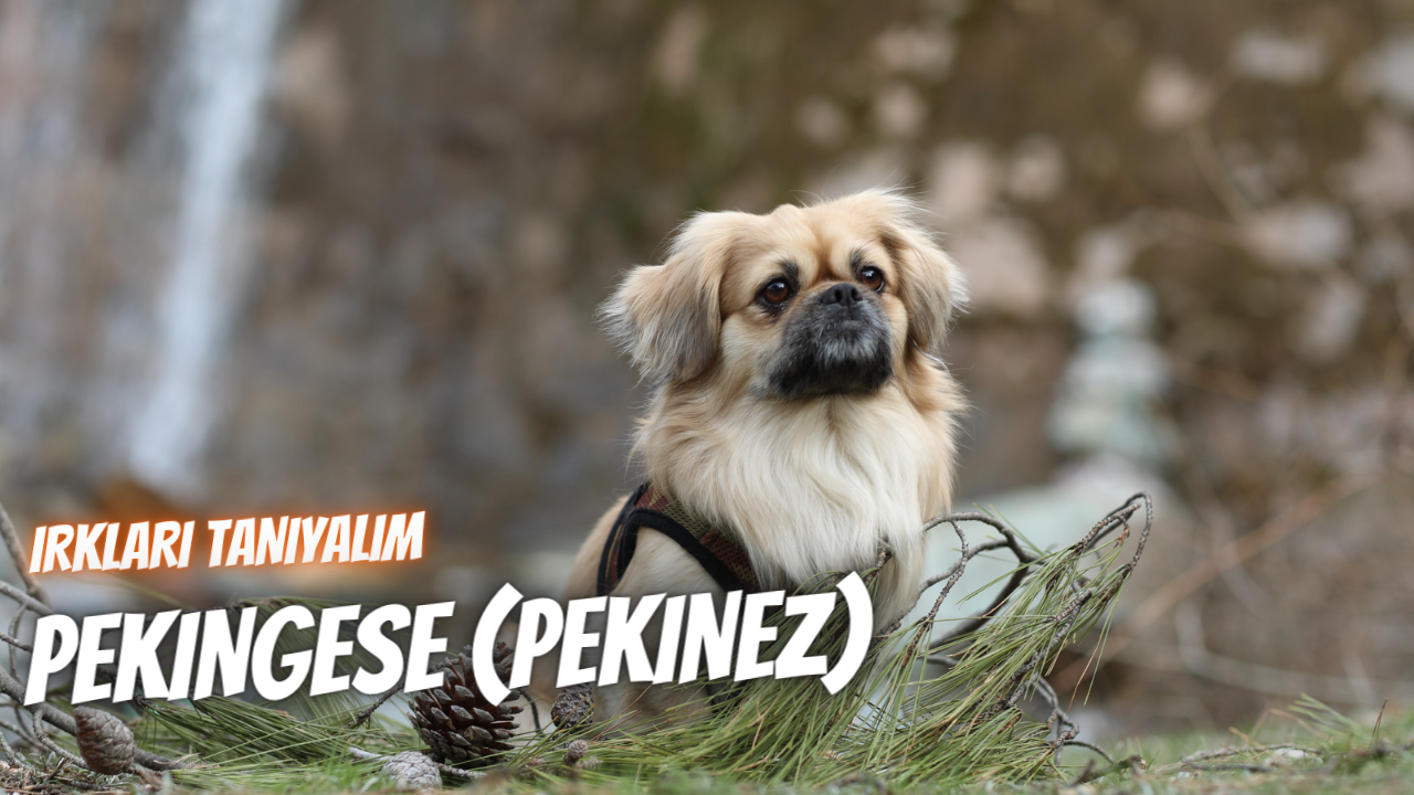 Irkları Tanıyalım: Pekingese