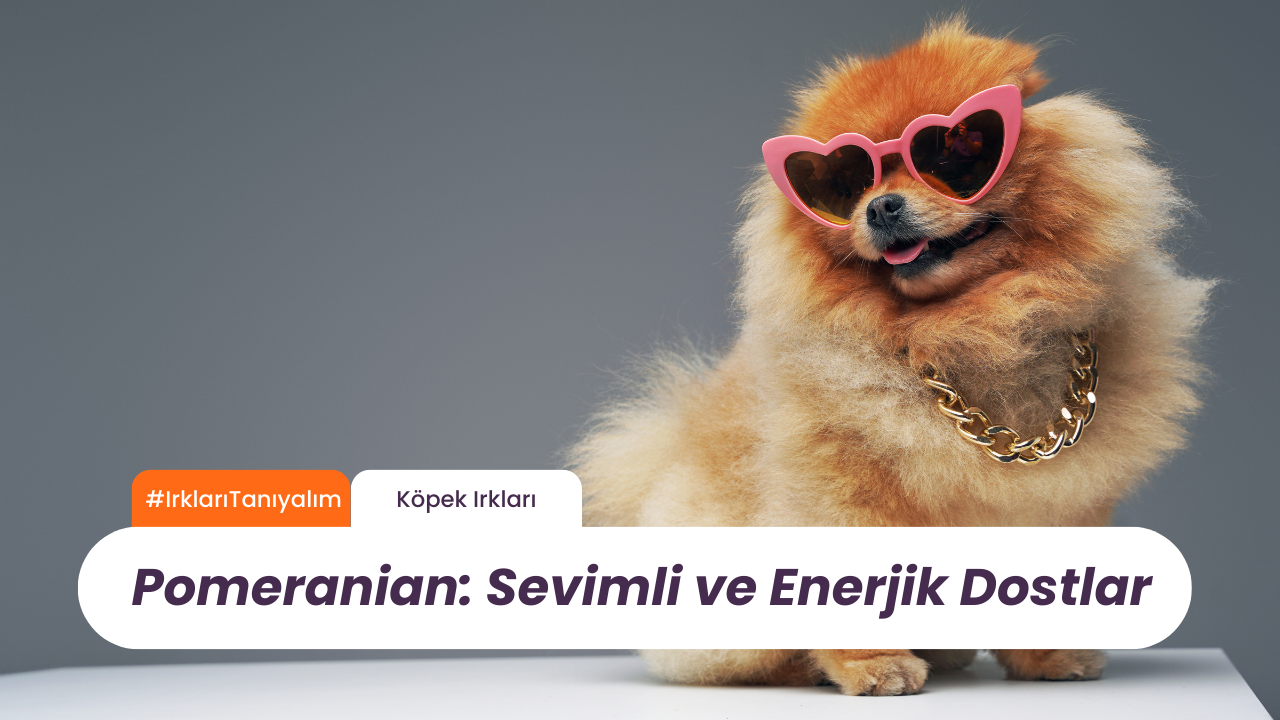 Irkları Tanıyalım: Pomeranian