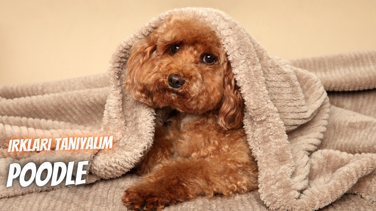 Irkları Tanıyalım: Poodle (Kaniş)
