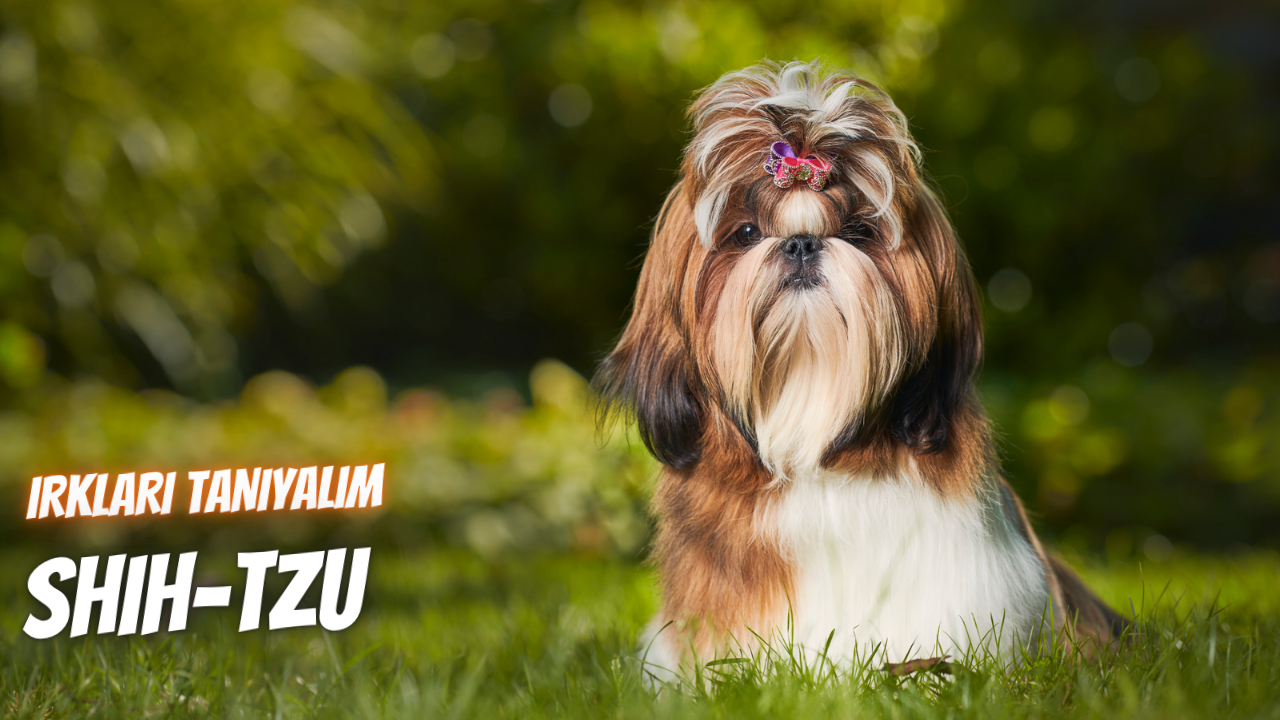 Irkları Tanıyalım: Shih Tzu