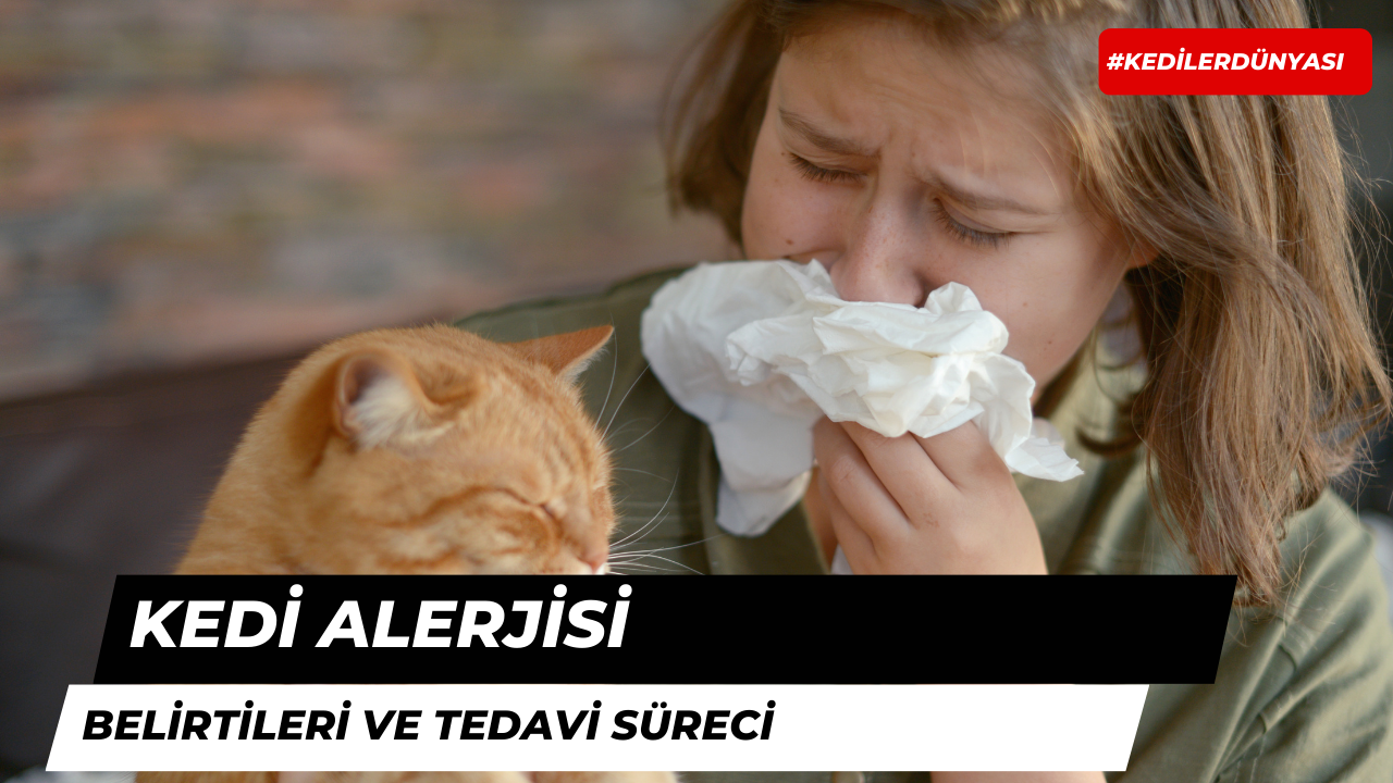 Kedi Alerjisi: Belirtileri ve Tedavi Süreci