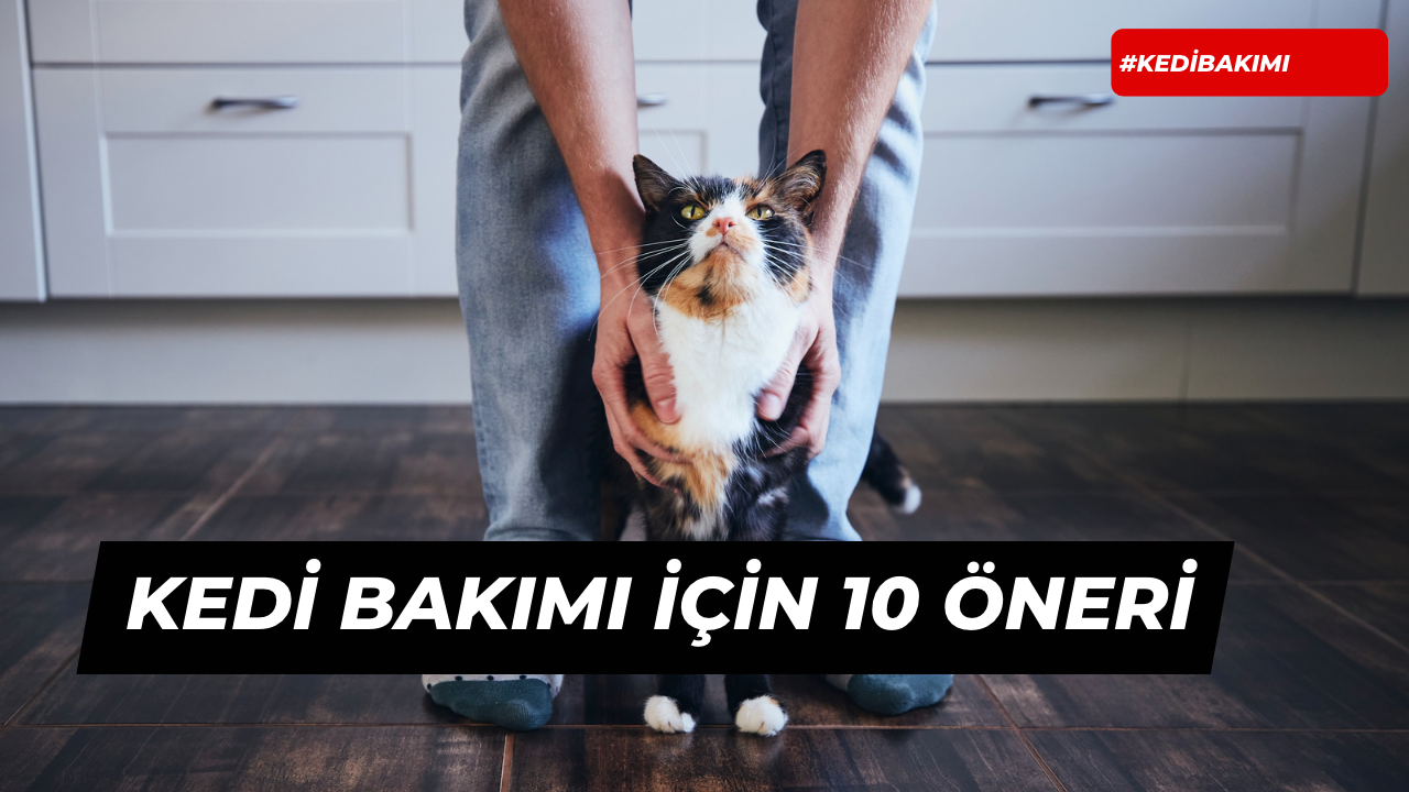 Kedi Bakımı İçin 10 Öneri