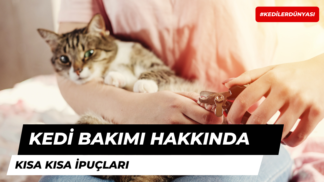 Kedi Bakımı İpuçları