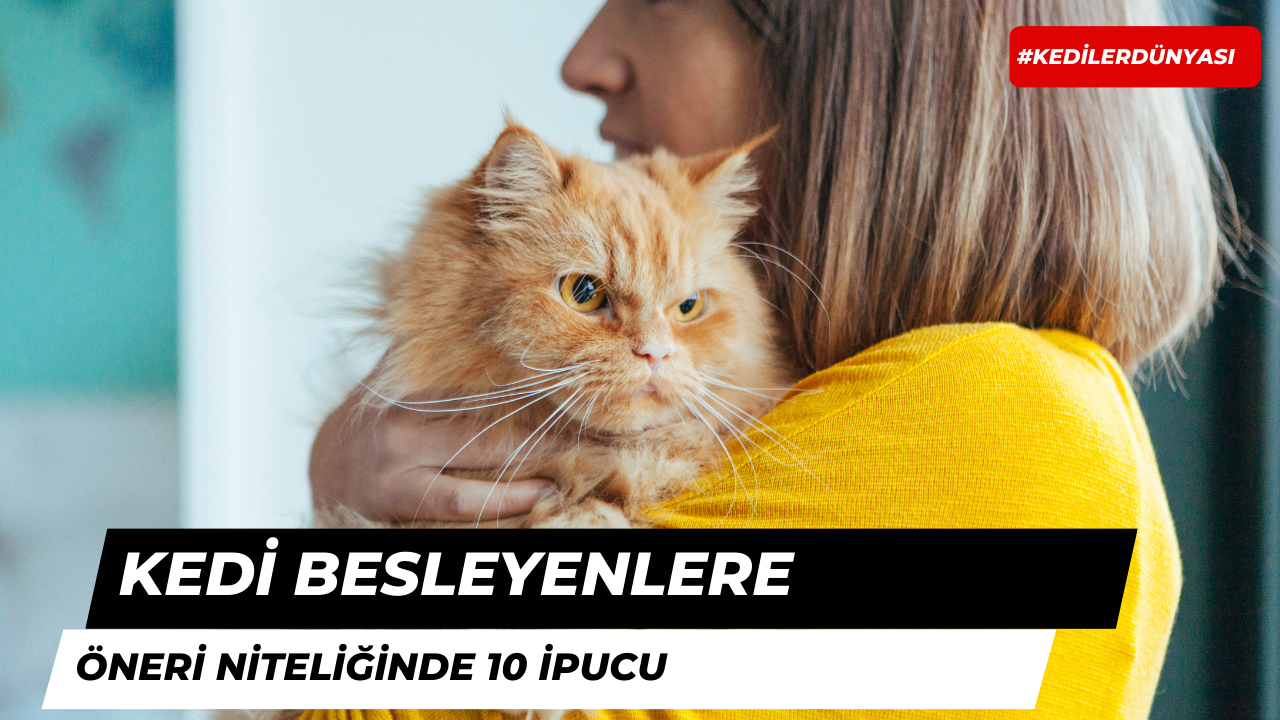 Kedi Besleyenlere Öneri Niteliğinde 10 İpucu!