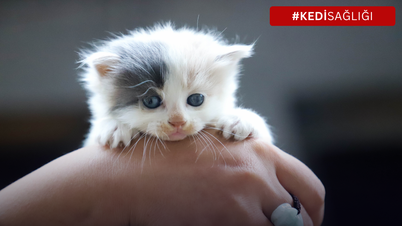 Kedi Gençlik Hastalığı (Panlökopeni): Sessiz Tehdit ve Kurtuluş Yolları