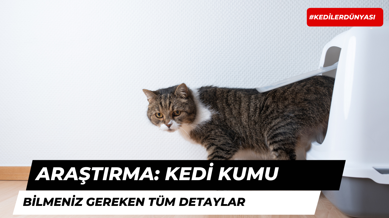 Kedi Kumu Hakkında Bilinmesi Gerekenler