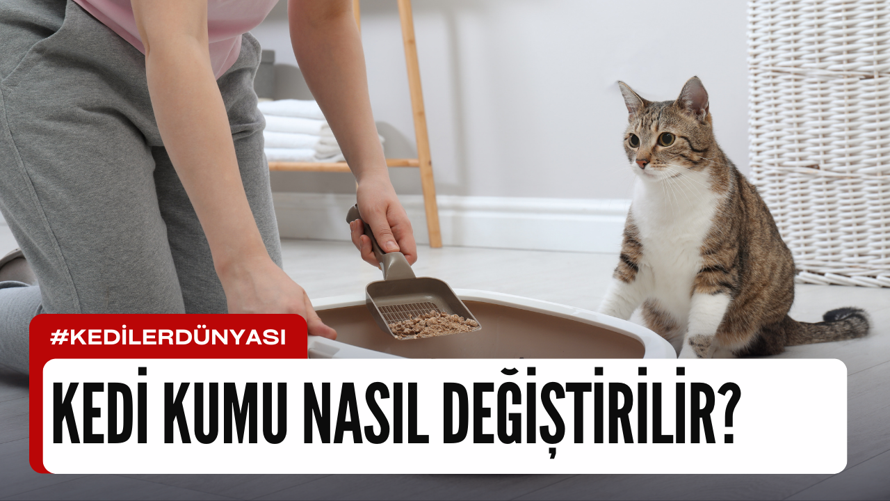 Kedi Kumu Nasıl Değiştirilir? Temiz ve Sağlıklı Bir Kedi Tuvaleti İçin Adım Adım Rehber