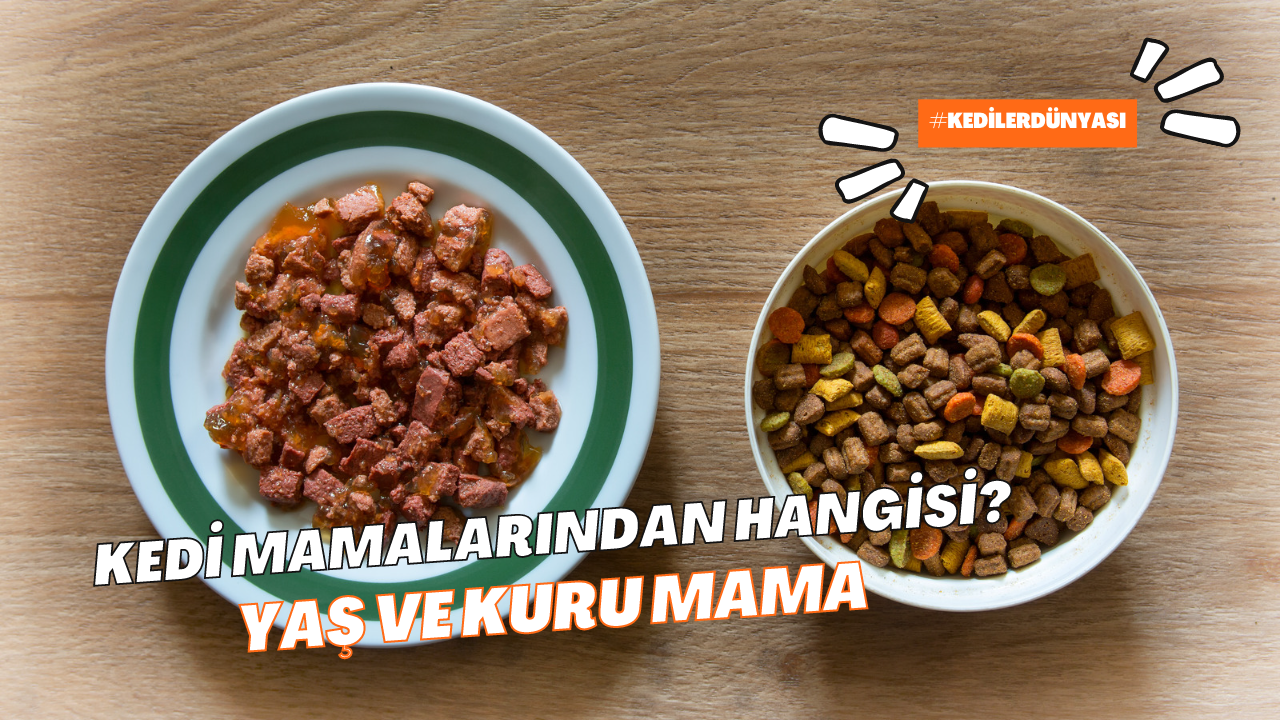 Kedi Mamalarında Islak ve Kuru Gıda Seçimi