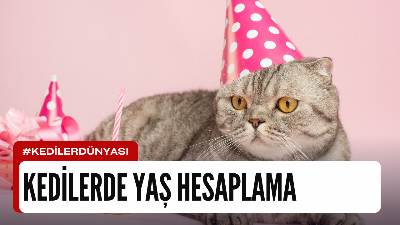 Kedi Yaşı Hesaplama: Minik Dostunuzun Gerçek Yaşını Keşfedin