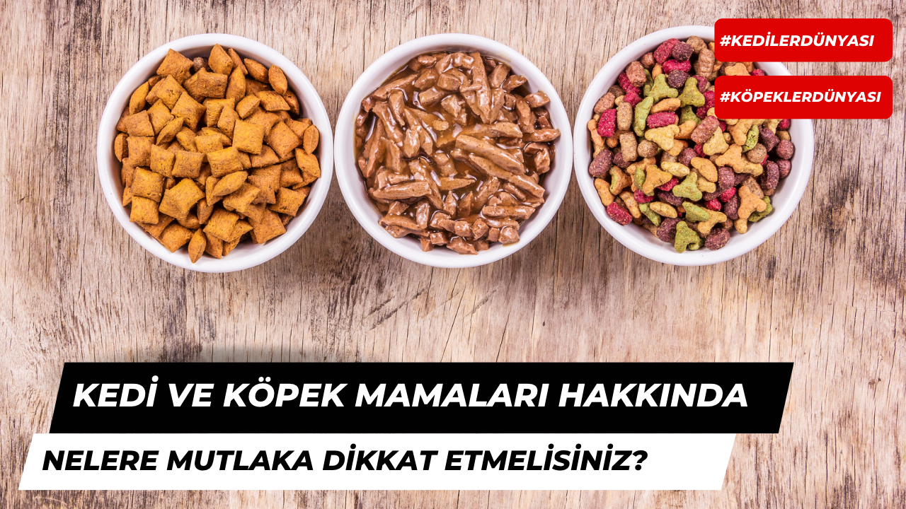 Kedi ve Köpek Mamaları Hakkında Nelere Dikkat Edilmelidir?