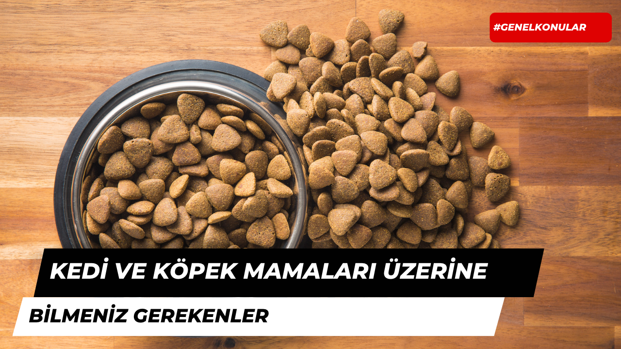 Kedi ve Köpek Mamaları Üzerine