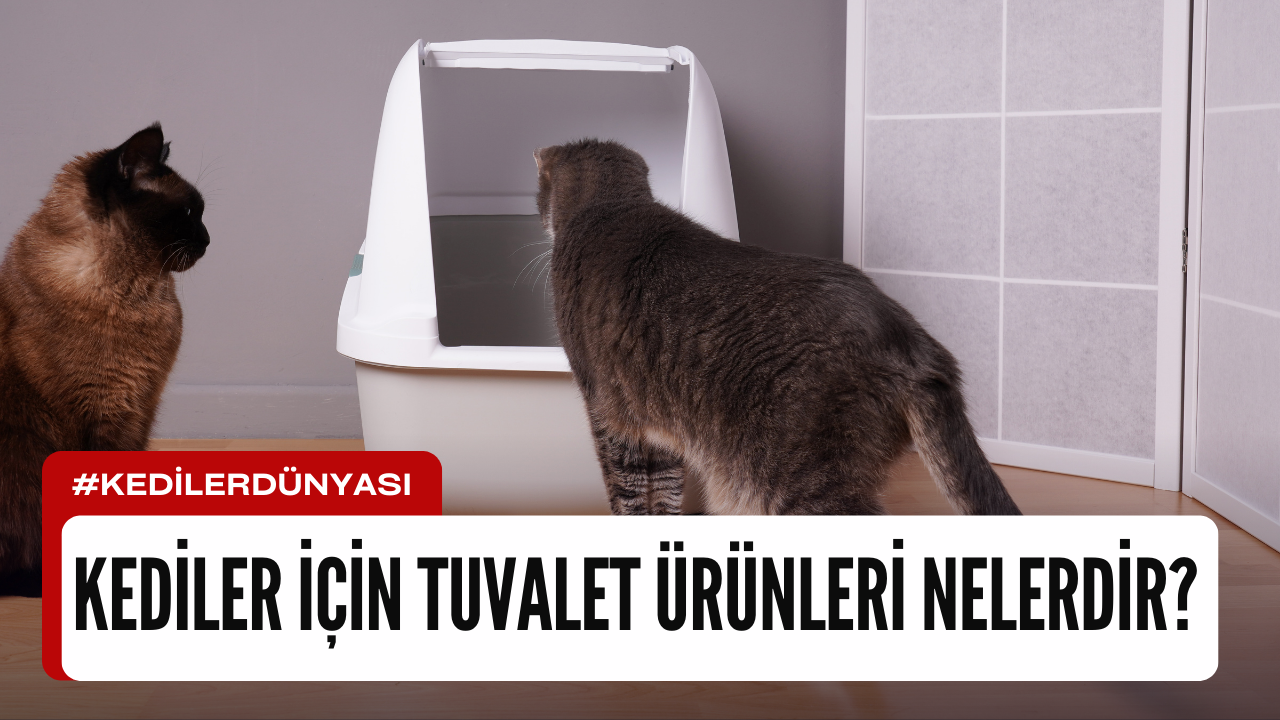 Kediler İçin Tuvalet Ürünleri: Mutlu Patiler, Temiz Evler